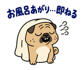脱力パグのおつかれさまのスタンプ 35
